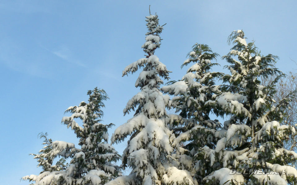 Pine trees in the snow